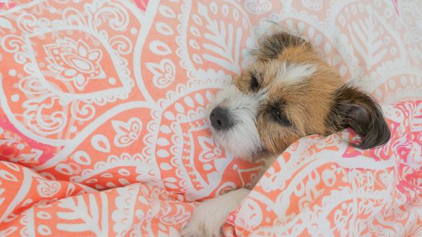Hunde im Bett sorgen laut US-Forschern bei Frauen für geruhsamere Schlummerstunden.