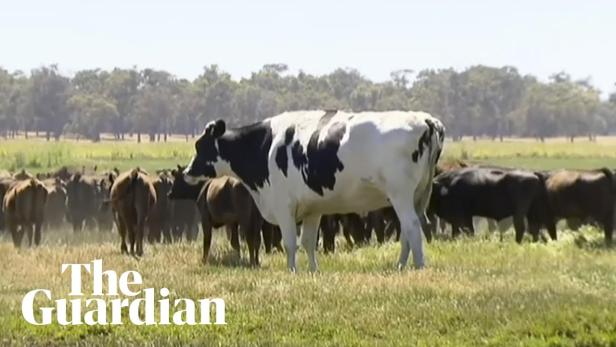 Australien: Ochse darf wegen seiner Größe weiterleben