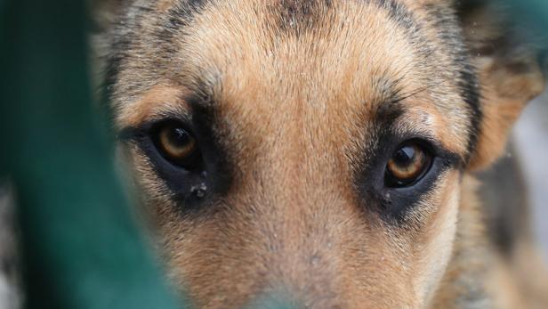 Die Stadt Wien nimmt ab 2019 Hundehalter stärker in die Pflicht