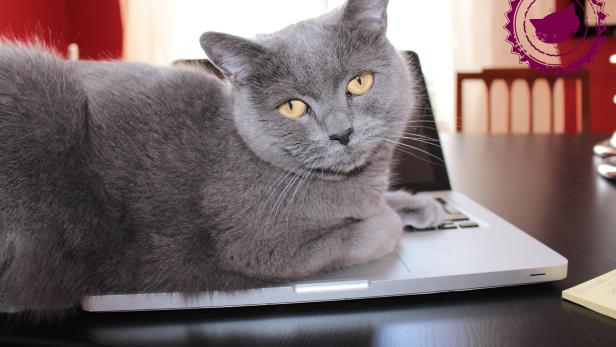 Eine graue Katze liegt auf einem Laptop.