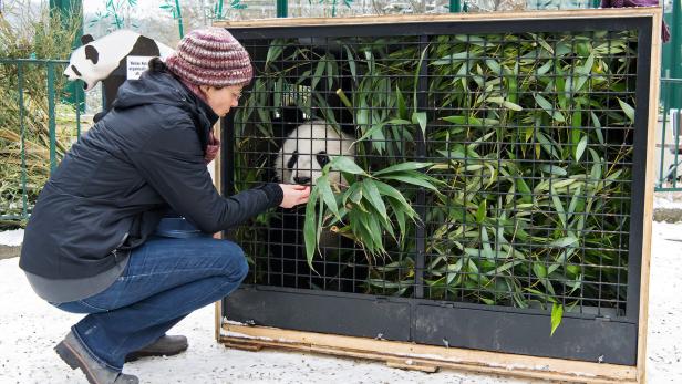 Schönbrunner Panda-Zwillinge in Kisten voller Bambus nach China
