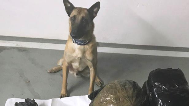 Polizeihund erschnüffelte 40 kg Cannabis in Pkw in Lugner City-Garage