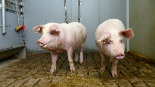 Das sind zwei der Schweine, deren Herzen Pavianen implantiert werden.