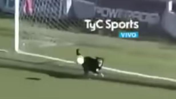 Hund verhindert Fußball-Tor in Argentinien
