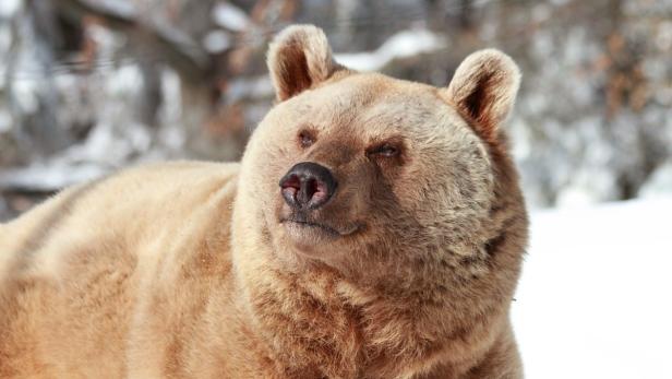 Ein Braunbär liegt im Schnee.