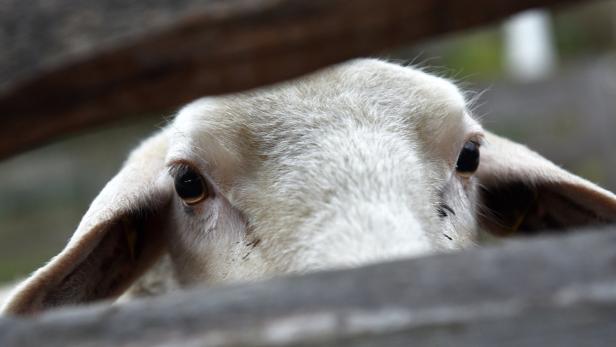 St. Pölten: Schaf im Garten geschächtet, Diversion für Türken