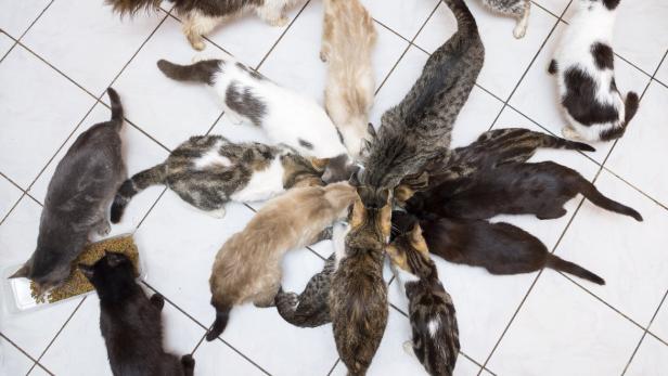 Wien: Tierrettung fand 38 verwahrloste Katzen in einer Wohnung