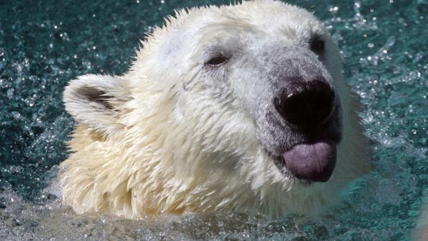 Ein Eisbär schwimmt im Wasser und streckt die Zunge heraus.