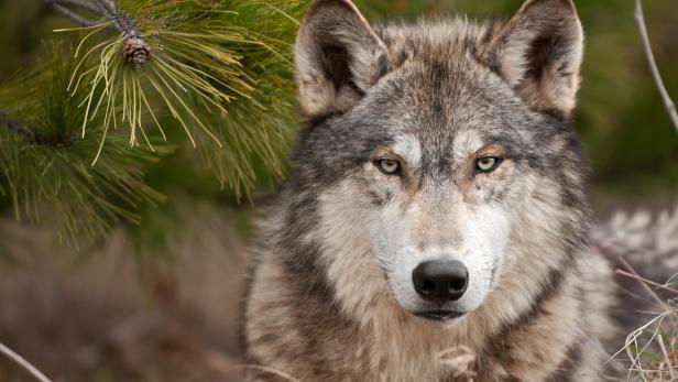 NÖ-Verordnung: Im Ort ist der Wolf Fall für die Polizei