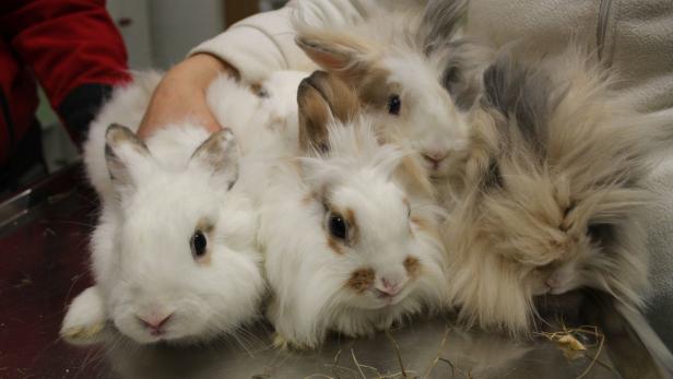 Hundenase rettete Kaninchen das Leben