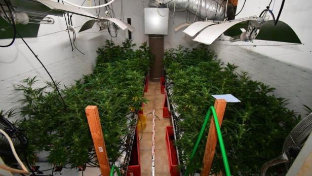 „Familienbande“ verkaufte 100 Kilogramm Cannabis