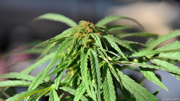 Die Regierung will Marihuana zu medizinischen Zwecken legalisieren
