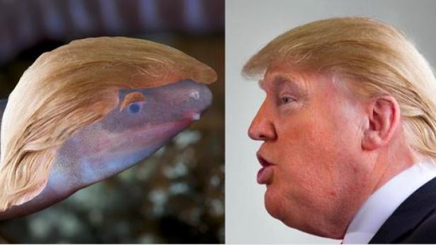 Amphibie, die Kopf in den Sand steckt, nach Trump benannt