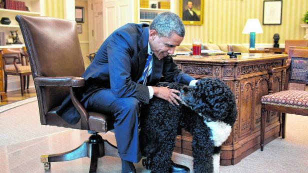 Barack Obamas Hund „Bo“ darf ins Oval Office