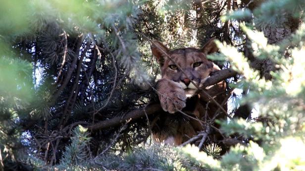 Puma traute sich in Chile nicht mehr vom Baum