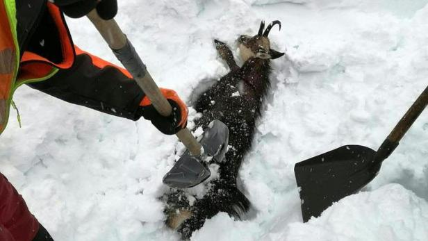 Mitarbeiter der ÖBB retteten Gämse aus dem Schnee