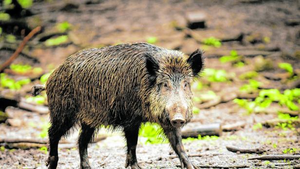 Wildschweinhatz in Polen