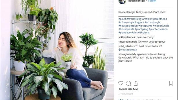Fotogen wie ein Philodendron: Die "Plantfluencer" erobern Instagram