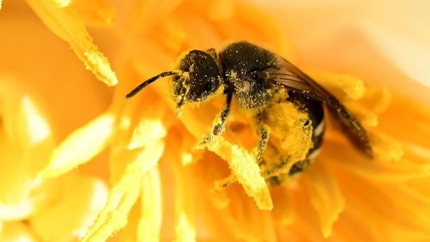 Blumen reagieren auf Bienengeräusche - ihr Nektar wird süßer