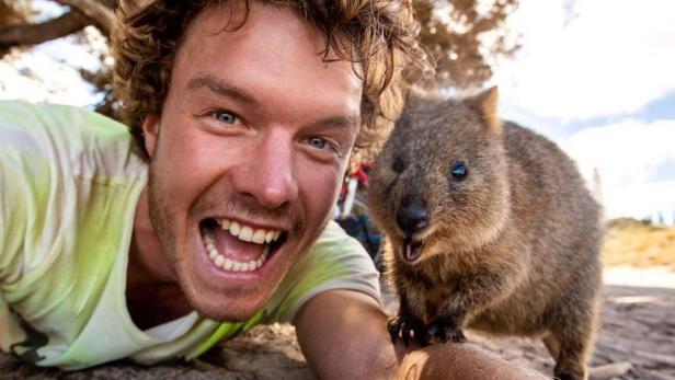 Australische Insel will Wombats von Selfies verschonen