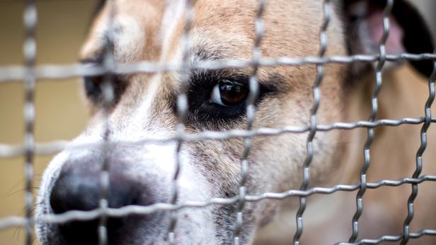 Ombudsstelle soll über Tötung von Tieren entscheiden