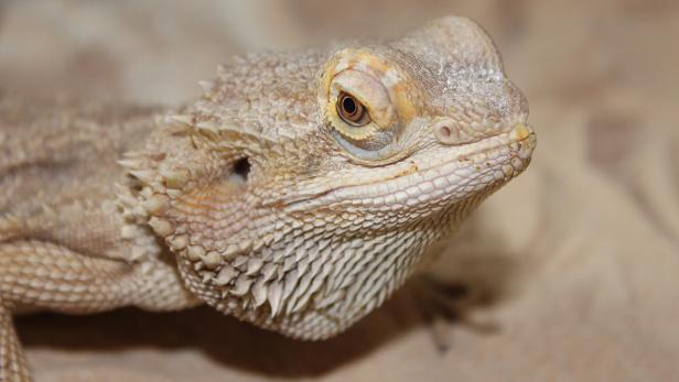 Krokodile, Schlangen und Bartagame: Forscher entdeckten Gemeinsamkeiten in der Anatomie. (im Bild Bartagame)