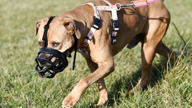 Tierärzte, WTV und Vier Pfoten sind gegen generelle Maulkorb- und Leinenpflicht für Listenhunde.