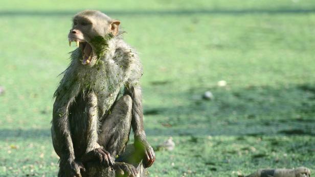 Aggressive Affen als Problem in Indien