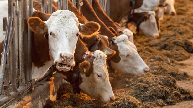 "Existenzbedrohend": 2019 haben fast 1.000 Milchbauern aufgegeben