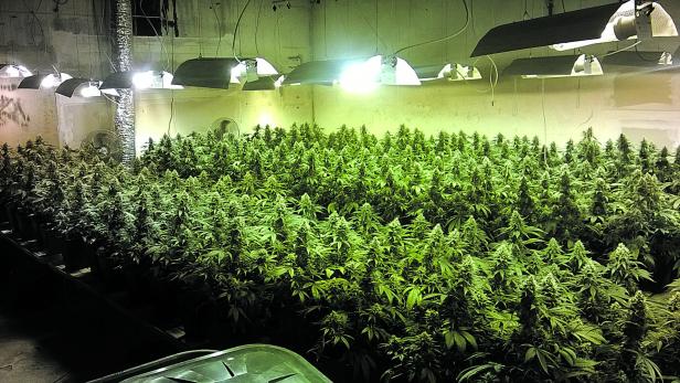 Elf Häuser angemietet - für Cannabis-Plantagen