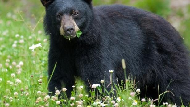 Black Bear eating clover