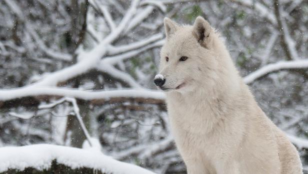 Neuer Wintereinbruch: Schönbrunns Tiere freut der Schnee
