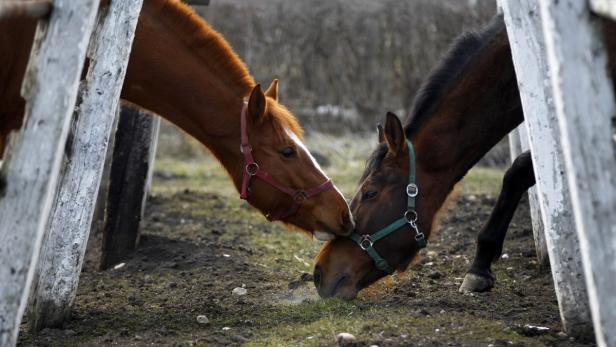 Horses are seen at an equestrian centre in Jucu village near Cluj-Napoca, 426 km (265 miles) northwest of Bucharest, February 21, 2013. REUTERS/Bogdan Cristel (ROMANIA - Tags: ANIMALS)