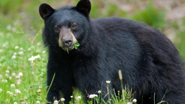 USA: Vermisster Bub sagt, ein Bär hat ihn beschützt