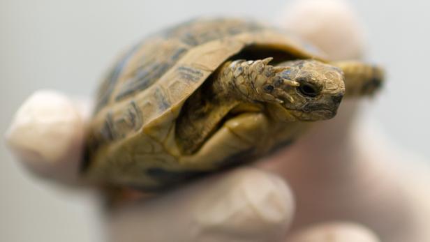 Schildkröten sind beliebte Heimtiere. Sie können aber auch schlimme Krankheiten übertragen.