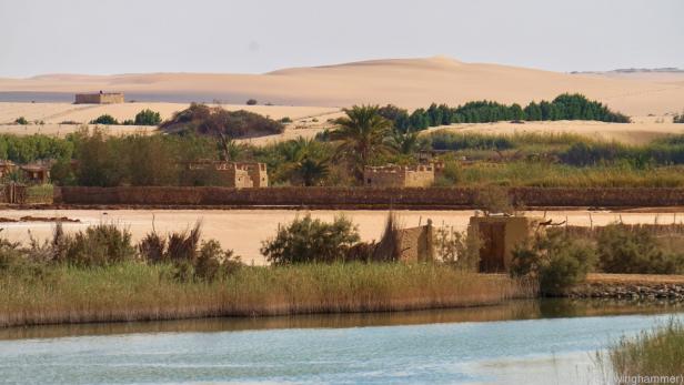 Die Oase Siwa ist ein grüner Fleck mitten in der Sahara