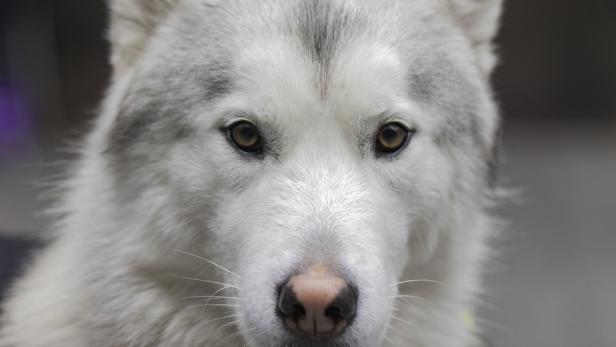 Bei Huskys tritt die Snow nose, auch Wechselnase genannt, häufig auf.