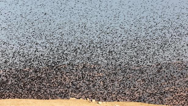 ISRAEL-PALESTINIAN-NATURE-ANIMAL-BIRD