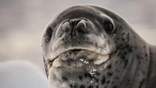 Der Seeleopard ist eine in südpolaren Gewässern verbreitete Robbe.