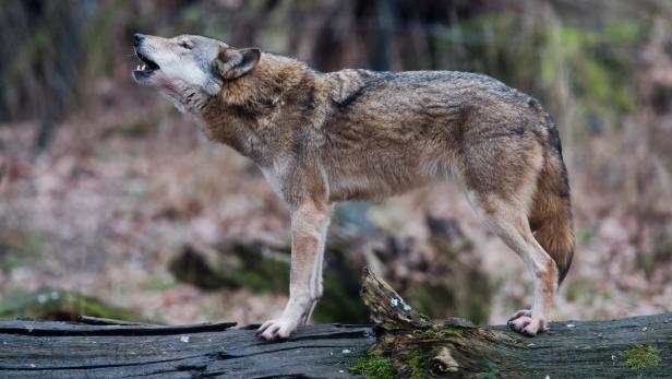Tirol: Schwer verletzte Mutterkuh von Wolf angegriffen