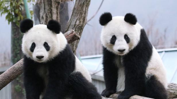 Panda-Zwillinge des Schönbrunner Tiergartens