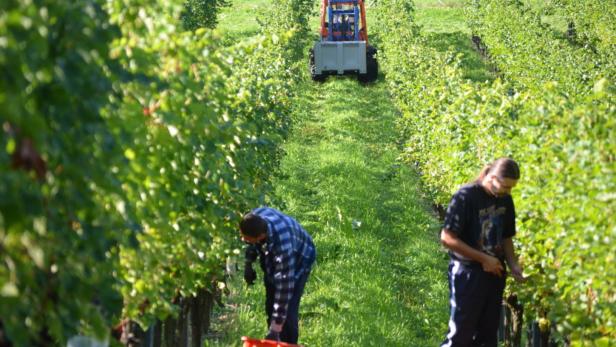 Durch PIWIs lassen sich Traktorfahrten im Weingarten reduzieren, sagt Starwinzer Walter Skoff.