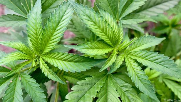 Drogen-Bande hat 3,7 Tonnen Marihuana in Verkehr gesetzt