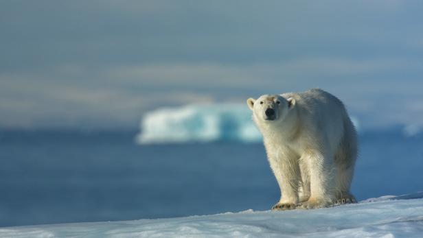 Klimawandel: Eisbären könnten laut Studie bis 2100 aussterben