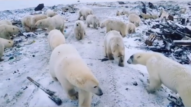 "Invasion" aggressiver Eisbären in Sibirien: Notstand ausgerufen