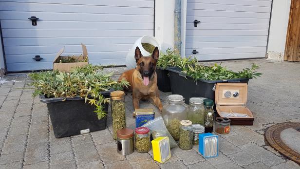 Cannabisplantage im Gemeindegebiet von Felixdorf sichergestellt