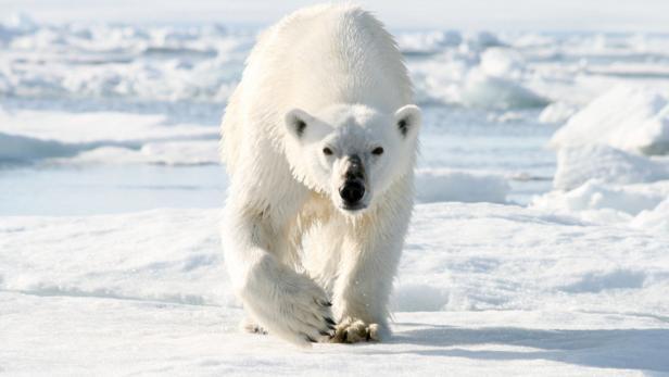 Russland: Über 50 Eisbären suchen  in Wohngebieten nach Nahrung