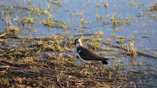 Das Wasser im Neusiedler See ist Lebensgrundlage – für Vögel ebenso wie für den Tourismus.