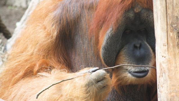 Orang-Utan verwendet das Ästchen als Werkzeug.