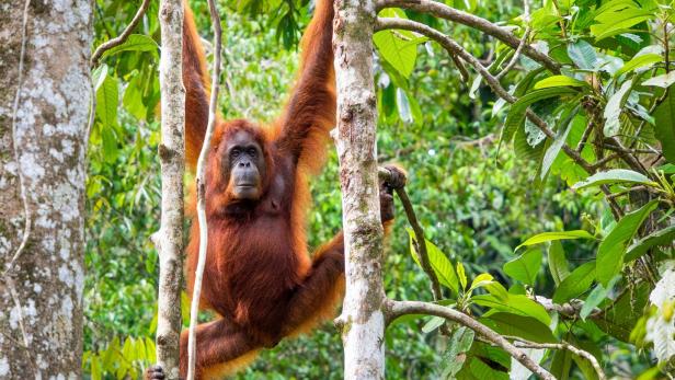 Die Chancen einen Orang-Utan im Semenggoh Wildlife Centre zu sehen, stehen gut.